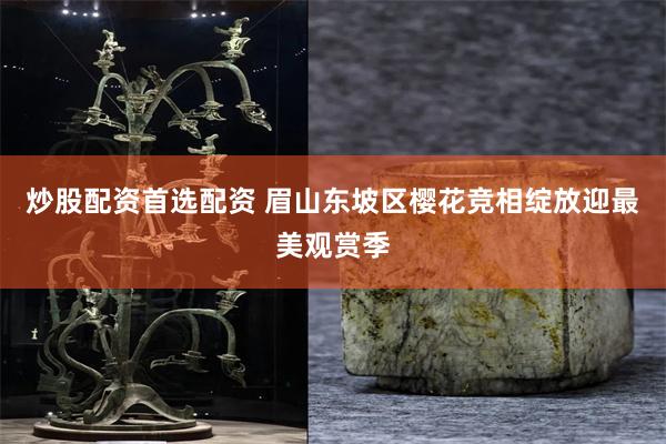 炒股配资首选配资 眉山东坡区樱花竞相绽放迎最美观赏季