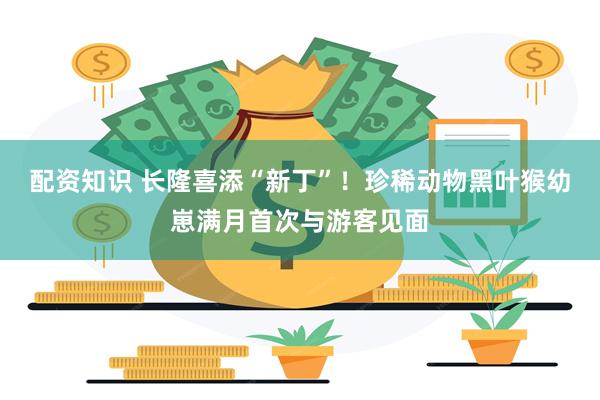 配资知识 长隆喜添“新丁”！珍稀动物黑叶猴幼崽满月首次与游客见面