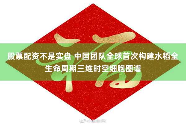 股票配资不是实盘 中国团队全球首次构建水稻全生命周期三维时空细胞图谱